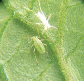 Swirskii has been found helping out a bit with predation where there are few thrips available.
