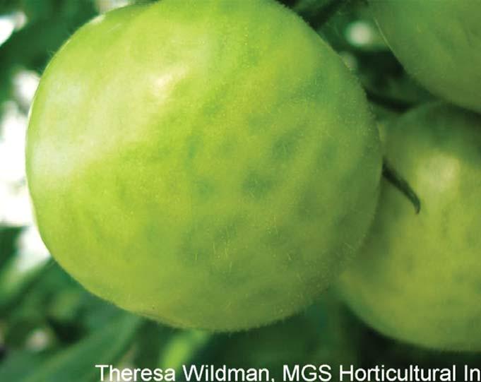 Unfortunately, this coloration often appears naturally in some unripe tomatoes such as cocktails and cherry varieties.