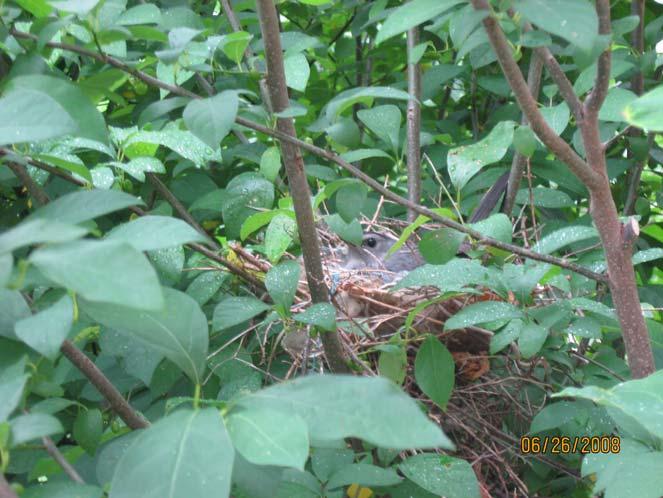 Selecting Plants Select plants that provide cover and nest sites. Nesting places are vitally important for wildlife.