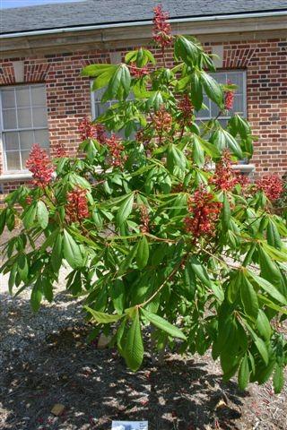 Questions to ask Will this fruit tree, nut tree, or small fruit shrub need crosspollination with a plant of a different variety to yield a crop?