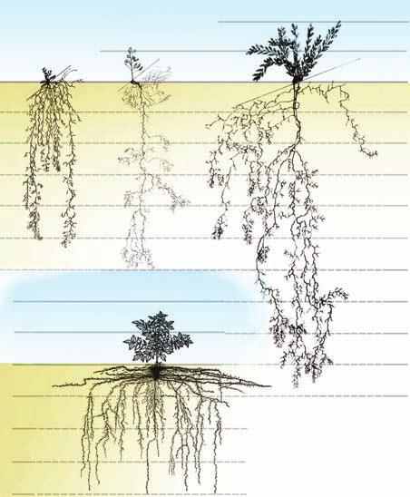 How to Water Native Landscapes 85 Penstemon Young Serviceberry Puccoon 2 ft 1 0 1 2 3 4 5 6 2 ft Tomato 7 1 8 0 9 1 10 2 3 4 Root systems excavated and mapped by: Weaver and Bruner 1927 (tomato)
