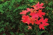 Mountain lover and Bigtooth maple How to Water Native Landscapes The next step in the process of designing and installing a native landscape is to deal explicitly with how your plantings will be