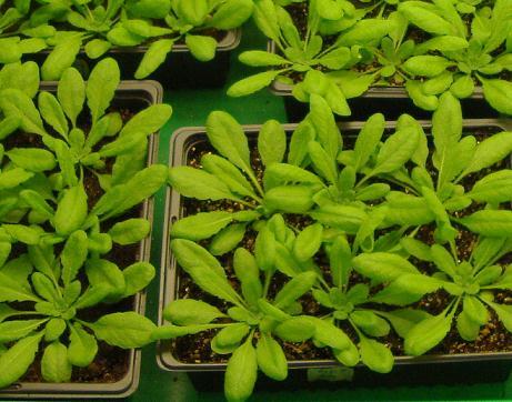 Common applications include: Plant Growth Tissue Culture Arabidopsis Germination Incubation Entomology Insect storage Other life sciences applications FitoClima Bio chambers provide the control and