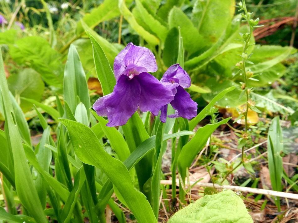 The Meconopsis flowers are past in the rock garden - now self-seeding Roscoea alpina and
