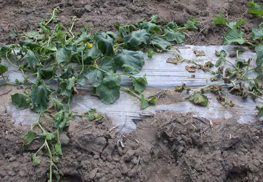 Gummy stem blight is managed by a combination of crop rotation, fall tillage, and timely fungicide applications. Figure 2.