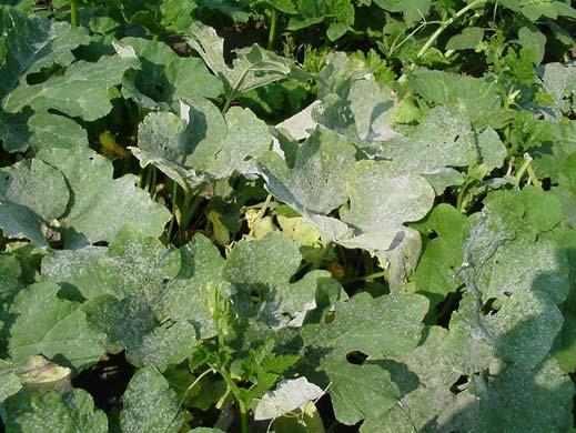 Management of this disease is accomplished through controlling the striped or spotted cucumber beetle that spreads this disease. Watermelon is unaffected by bacterial wilt.