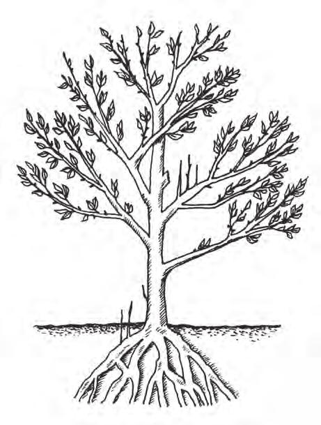 A Brief Course in Tree Anatomy ROOTS anchor the plant and provide the vital functions of absorbing water and nutrients.