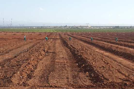 Planting Preparation Soil Preparation Planting preparation starts with the preparation of the soil.