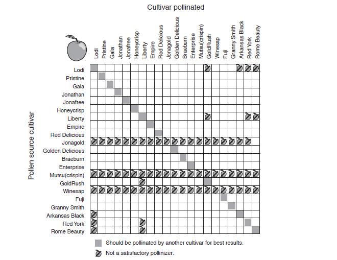 TM: B2-1 Apple Pollination This chart represents 21 apple varieties that are commonly grown. It demonstrates which varieties easily cross-pollinate.
