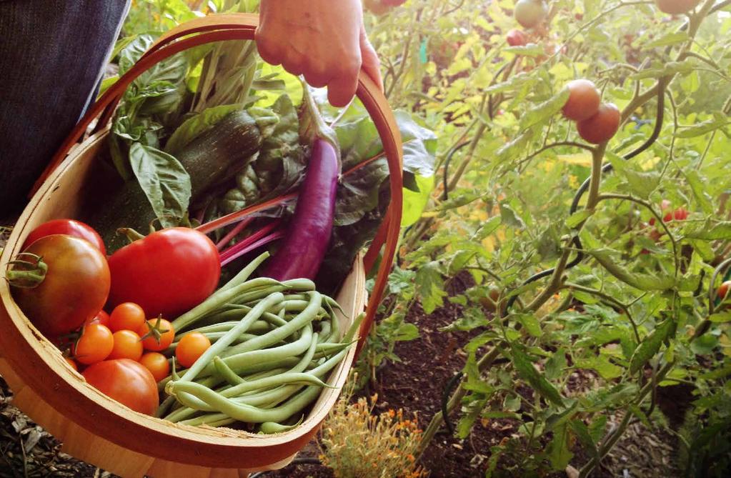 KITCHEN GARDENS market in your backyard You don t need to look beyond the