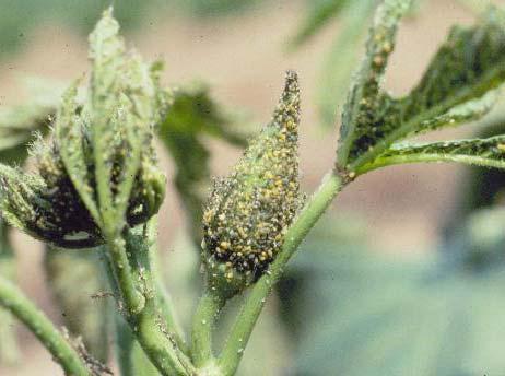 Aphids Aphids John A.