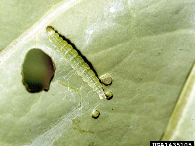 thuringiensis Cabbageworm Diamondback Moth Caterpillar Clemson