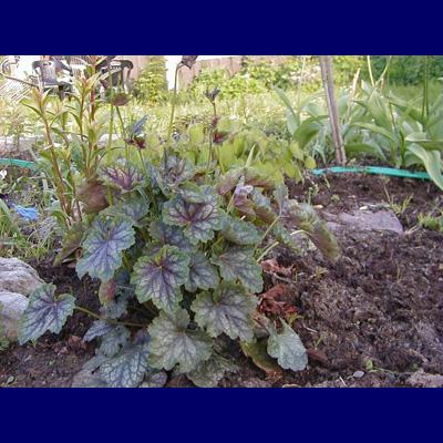 Page 4/5 Heuchera hybrids Coral Bells Saxifragaceae North America 12-24 Small on long slender stems in