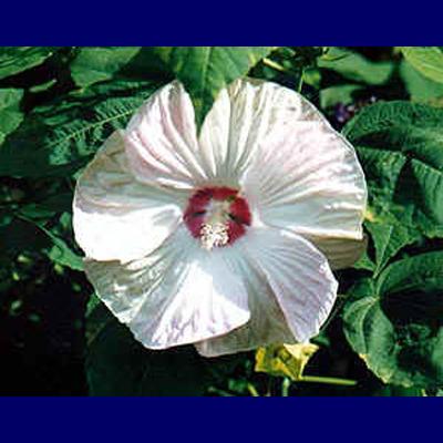 Up to 8 ft Up to 3 ft Funnel shaped flowers, 8-10 Broadly ovate -to lanced-shaped, unlobed or 3-5 lobed