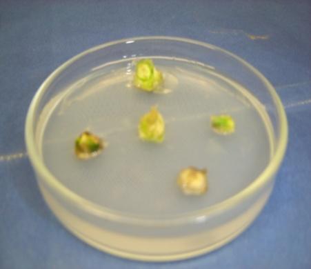 of roots/shoot Length of root (cm) Sprouts 1.96i-n 0.92 d-g Leaf 1.92j-p 0.89e-g Root 1.84l-p 0.