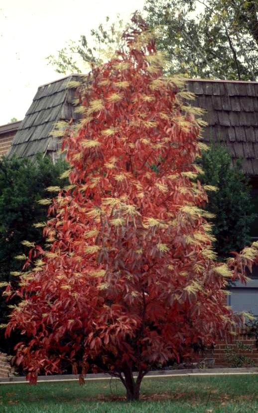 Page 4 Spotlight: Sourwood Sourwood, Oxydendrun arboreurn is one of those plants that is interesting year-round.