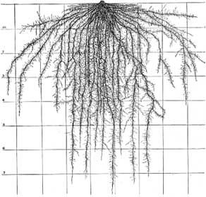 Root Systems How they transport nutrients by Michael Petersen, Orthman Precision Tillage Agronomist February 2010 Soil scientists around the world have looked at what parameters determine access to