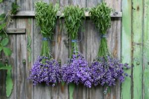Lavender - Natural deterrent for mosquitoes and other flying pests - Calming- tea, essential oils for skin products, room spray, sachets - Prefers infrequent, deep