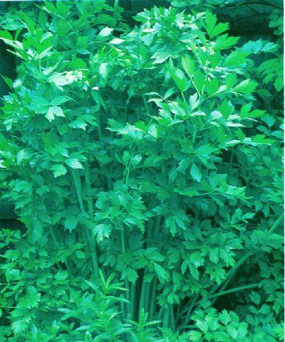 Lovage - 4-6 feet high, perennial, full sun/part shade - Tastes like celery but stronger- fresh, dried, frozen, seeds, too!