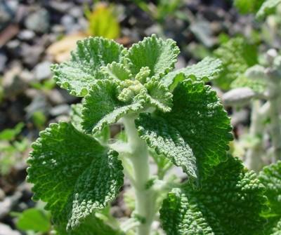 - Attracts beneficial insects Horehound - Hardy perennial down to zone 4 - Tolerates poor, disturbed soil - High in A, B, C, E vitamins - Leaves can be dried to make tea.