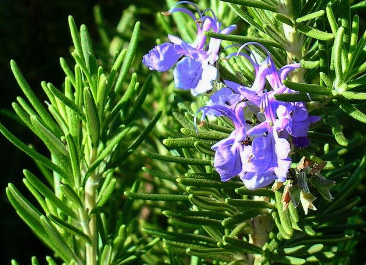 Rosemary - Hardy to zones 6, 7 or 8, depending on the variety - Natural pest deterrent (mosquitos) - Evergreen in zones 8 and warmer - In colder areas,