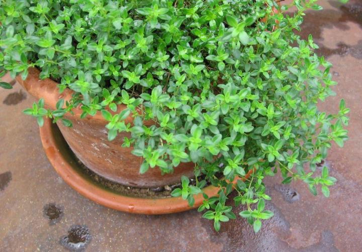 Thyme - Sun, part shade - Prune lightly in spring after danger of frost has passed - Encourage tender growth by regularly pinching off tips of stems - Stop harvesting one month before first expected