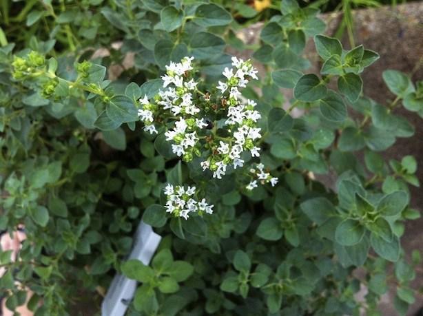 Oregano - Evergreen in zone 8 - Use oil for respiratory maladies, digestive upset, & parasitic & fungal infections - Bristol Cross is a good culinary