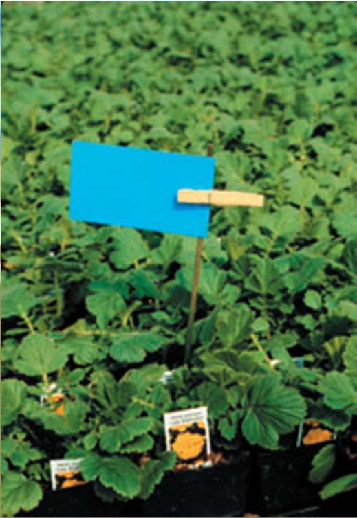 cards to monitor for thrips Change every
