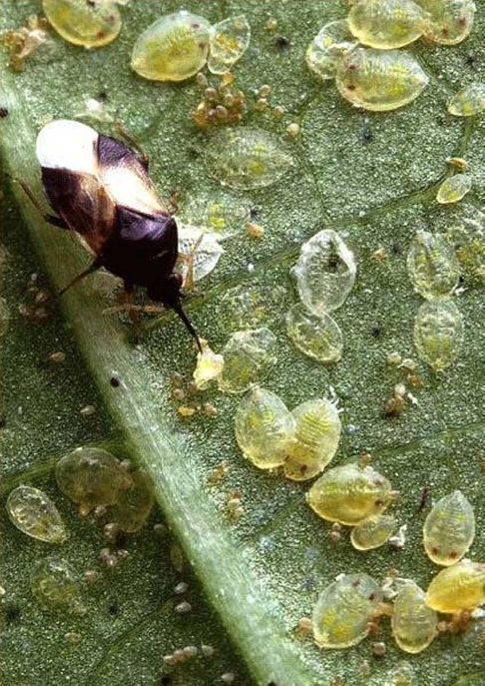 Whitefly control Soaps and oils Systemics Neonicotinoids Insect growth regulators