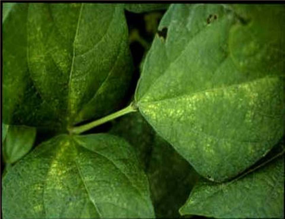 Spider mites Fast reproductive rate