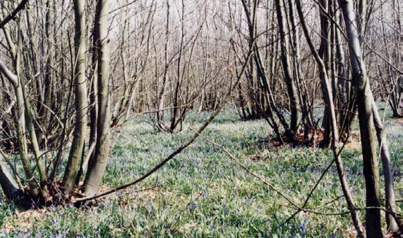 Discovery of ecological importance of woodlands with long history in UK (Peterken 1992) Peterken showed the high biodiversity in the
