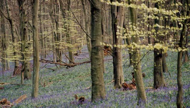 Concerning to the coppiced woodlands he said that the coppice fauna and flora still includes many species associated with mature,