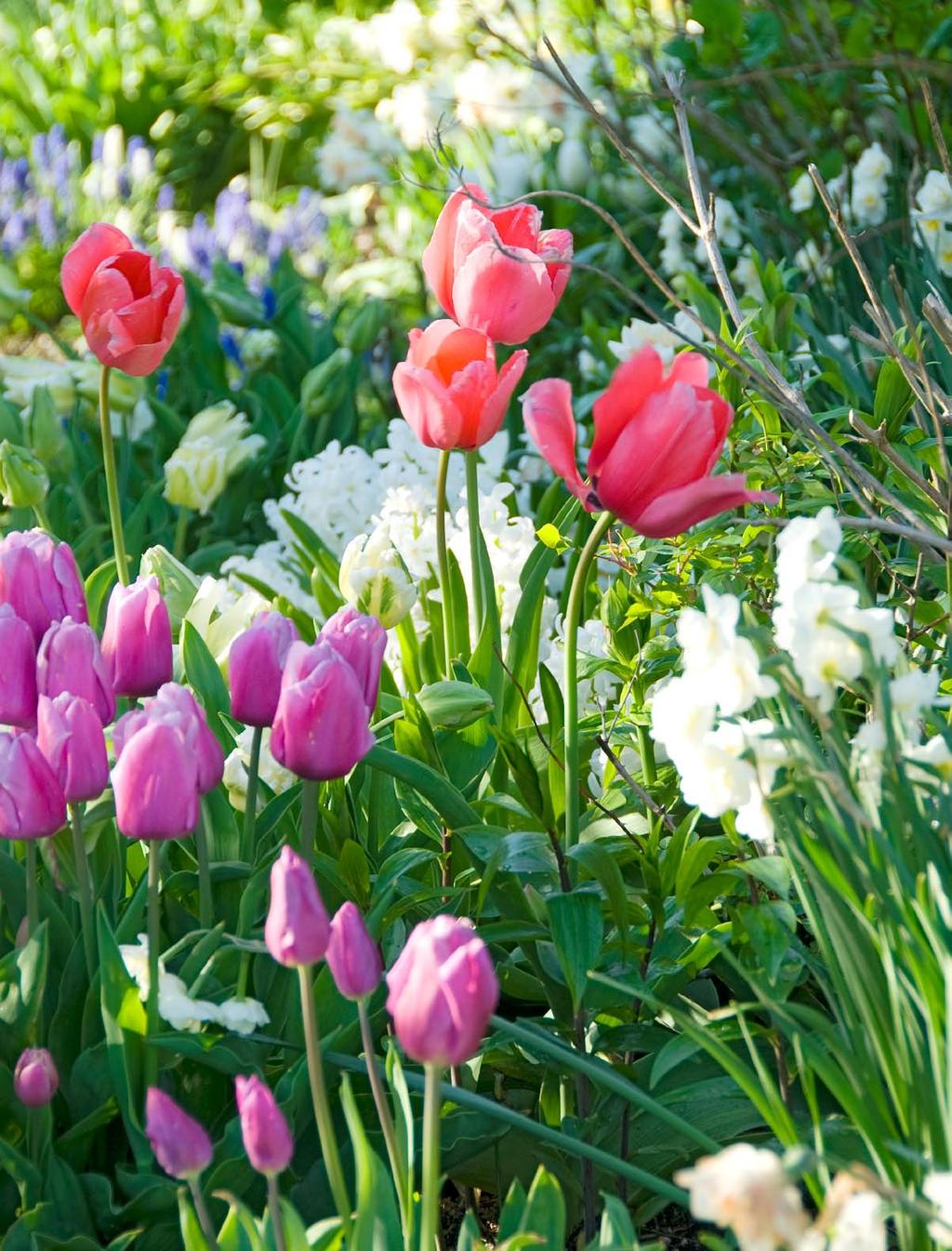 Opposite: Purple Prince and Pink Impression tulips partner with white hyacinths and white Cheerfulness daffodil, which produces multiple double blooms. foliage to die back naturally, Debbie says.