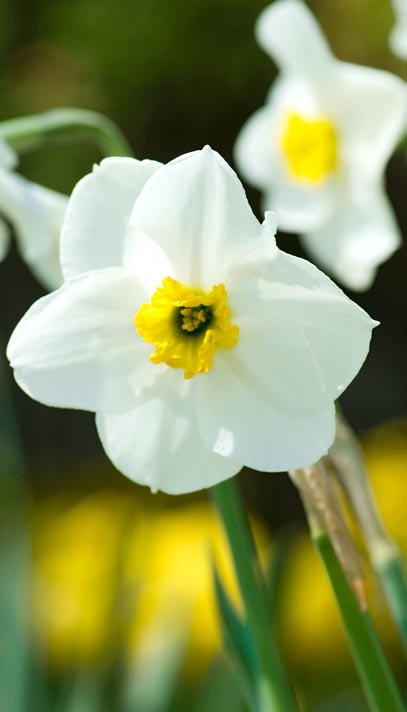 She incorporates different-size daffodils with varying petaland-cup color combinations, and she adds tulips boasting an array of double and single forms.