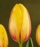 Tulip La Courtine Primrose yellow with a cherry red flame from the bottom up, La