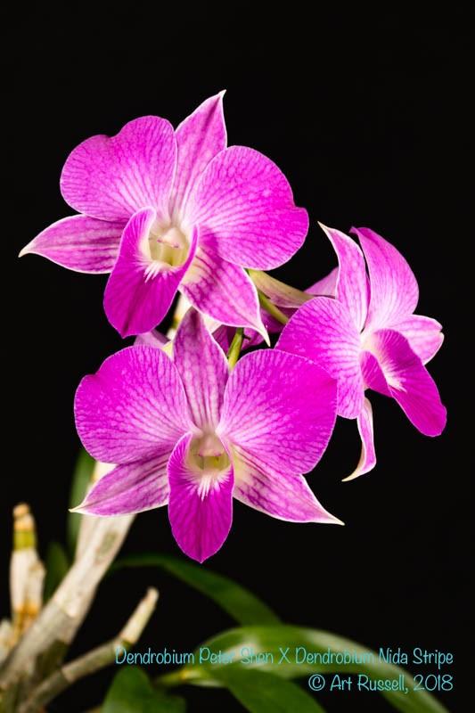 McElroy 1st Place Phalaenopsis Dendrobium Peter Shen X