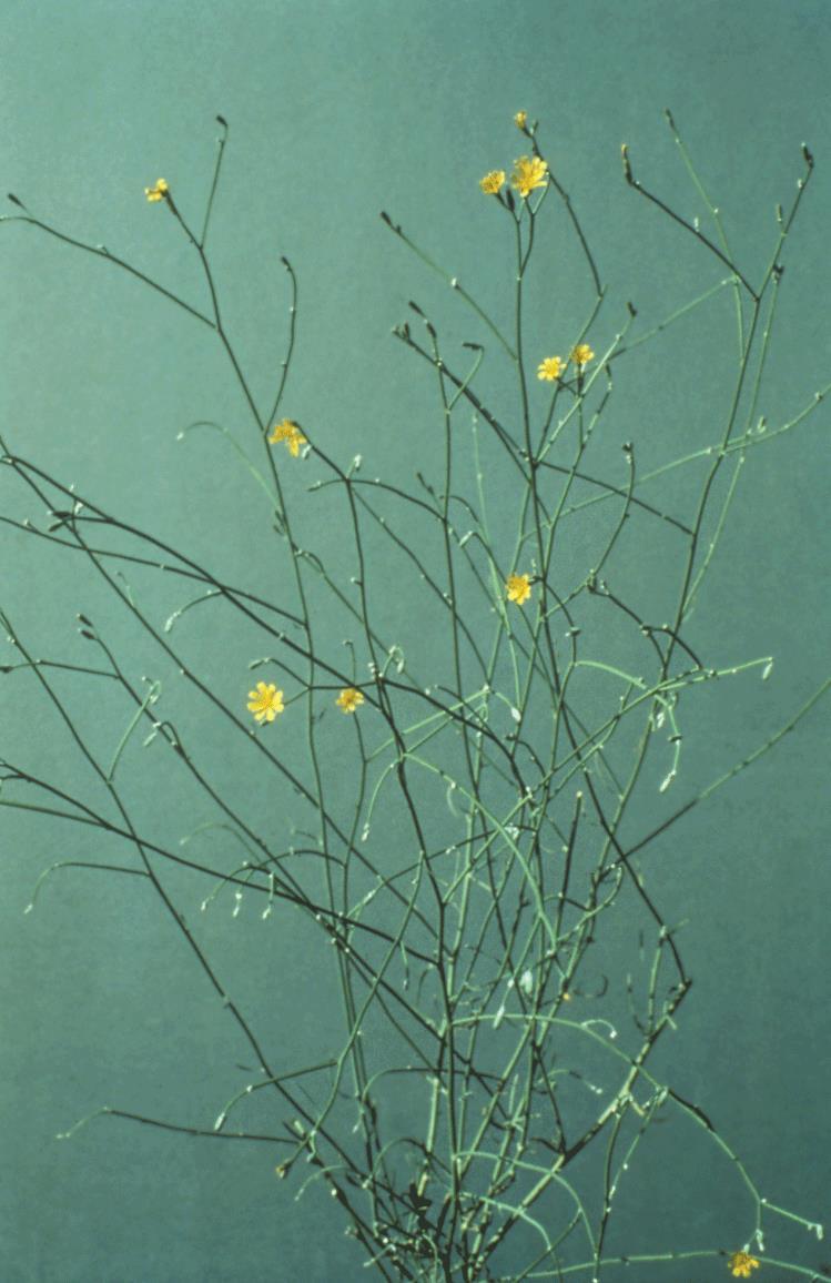 The entire rush skeletonweed plant.