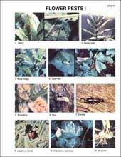 39 Manuals, Disease Sheets and CD-Roms... Diseases and Pests Picture Sheets Price: $16.50 per bundle (Sold only in bundles of 25) X698.01 Flower Pests I X698.05 Houseplant Pests I X698.