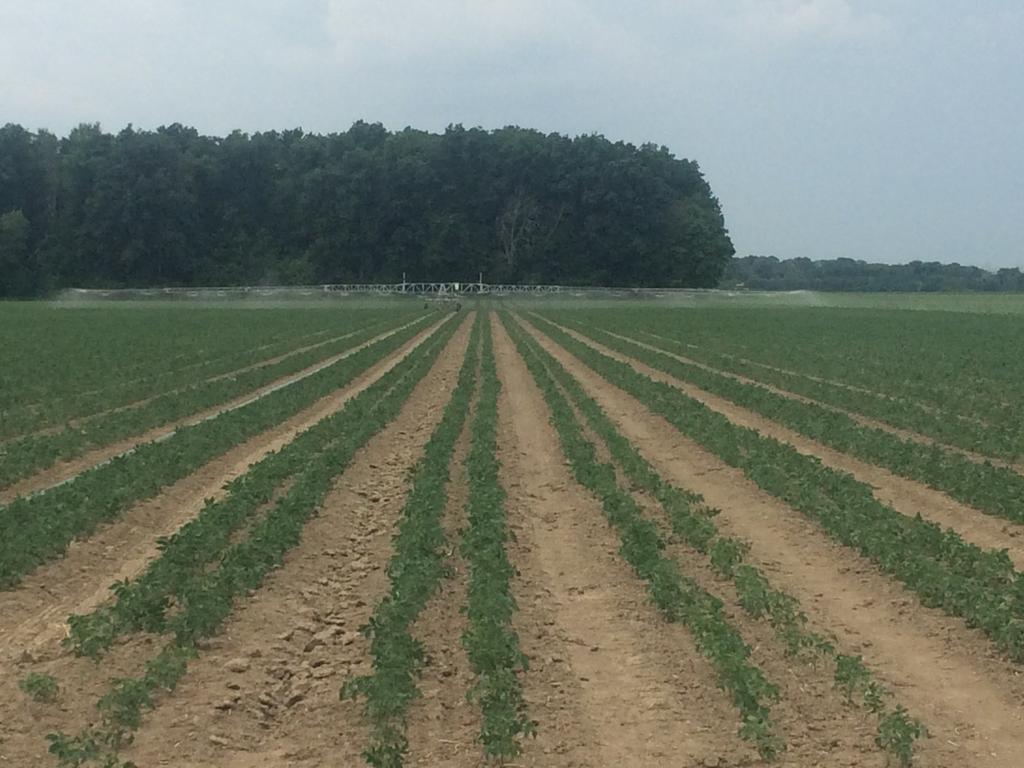 crop is looking good with irrigation in full swing.