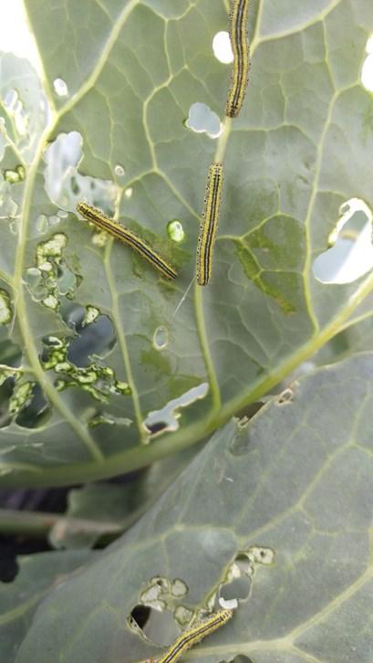 Cabbage worms and damage to cabbage plant.