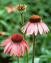 Using little or no fertilizer or pesticides helps our goal of improving water quality. There are lots of spectacularly beautiful North Carolina native plants to choose.