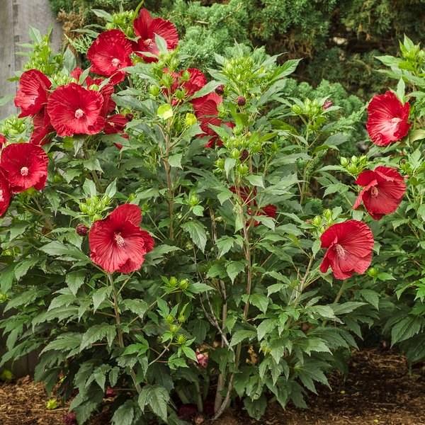 Summerific Berry Awesome Rose Mallow 7 to