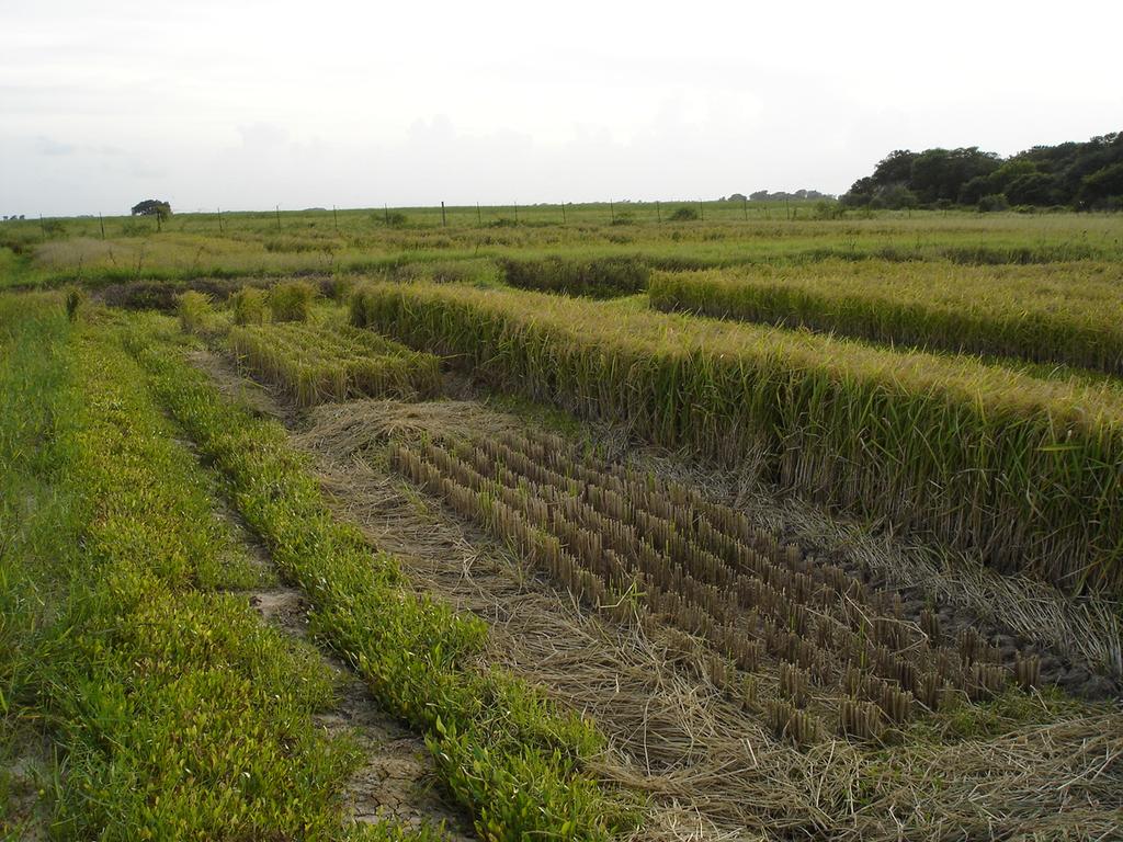 Rice stubble management experiments Two stubble management regimes - Ratoon (stubble was fertilized, flooded, not treated with