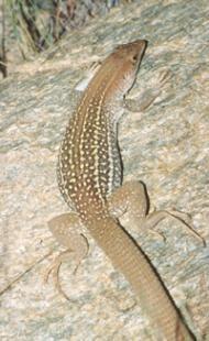 whiptail lizard