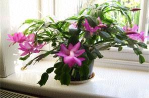 THE HARDY CACTUS: by Jessica Rai 03/06/13 KATHMANDU: When it comes to growing plants at your home, your first choice would be beautiful looking ornamental plants like roses, marigold, geranium,