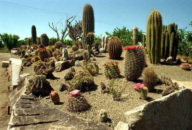 LEARNING TO WORK WITH CACTI: by Elinor Teague 05-31-13 I'm no expert on cacti and succulents -- my experience has been limited to a few succulent houseplants (jade plant, Sedum, Crassula) and the