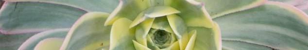 Volume 83 Issue 10 CACTUS CHRONICLE Holiday Party CSSA Affiliate Mission Statement: Next Meeting Thursday October 5, 2017 The Los Angeles Cactus and Succulent Society (LACSS) cultivates the study and