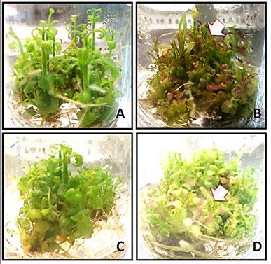 Figure 5: Red color of leaves in Torenia fournieri 60 d after treatment with acute gamma irradiation (A) Diploid control. (B) Diploid treated with 20 Gy of acute gamma irradiation.