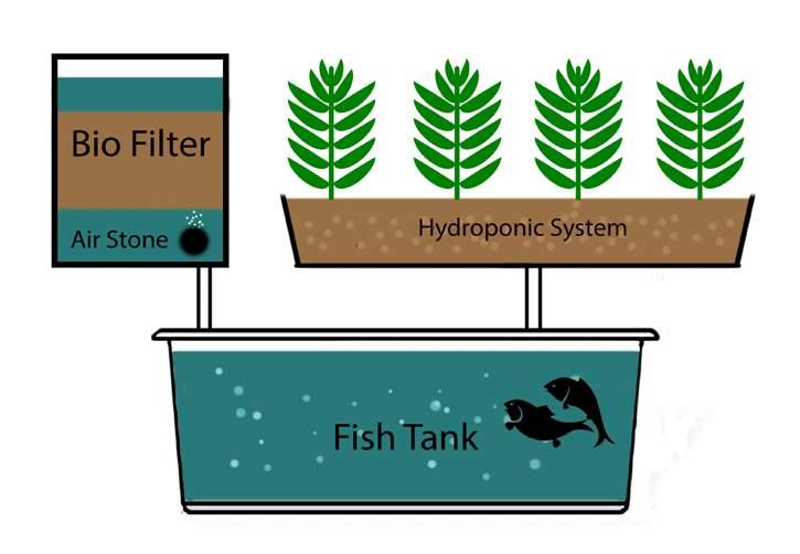 AQUAPONICS GUIDELINES Aquaponics is a system where fish are grown in a tank and plants are used to cleanse the water.