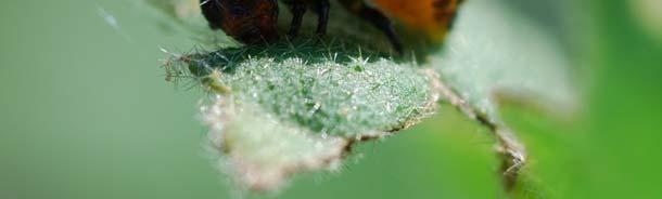looper Trichoplusia ni Diamondback moth Plutella xylostella Cruciferous crops and weeds Other host crops depending